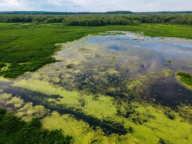 A view where mainkind has not touched in wisconsin during the summer.