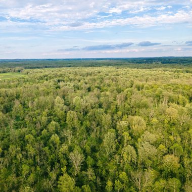 A view where mainkind has not touched in wisconsin during the summer.