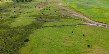 A large field out in the rural area of Wisconsin with a large group of cows