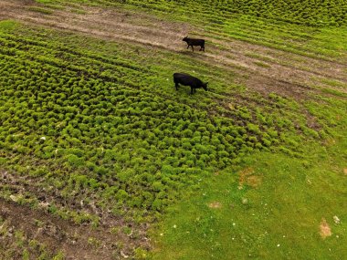 A large field out in the rural area of Wisconsin with a large group of cows