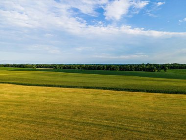 A view during summer of rural farm lands in wisconsin. Crops and trees surround the area during late in the day.