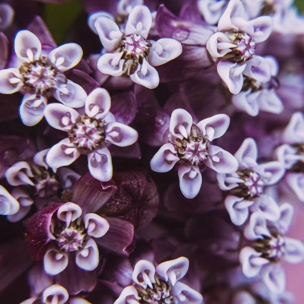 Ένα Κοντινό Σύμπλεγμα Φυτών Μοβ Που Φυτρώνουν Στον Κήπο — Φωτογραφία Αρχείου