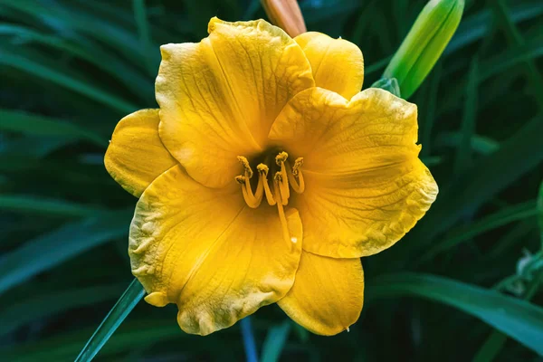 Yaz Bahçesinde Sarı Bir Gün Çiçeği Filizleniyor — Stok fotoğraf
