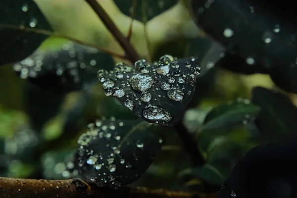 Листья Ловушке Летней Дождевой Воды — стоковое фото