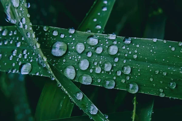 Свежий Дождь Пойман Травинках — стоковое фото