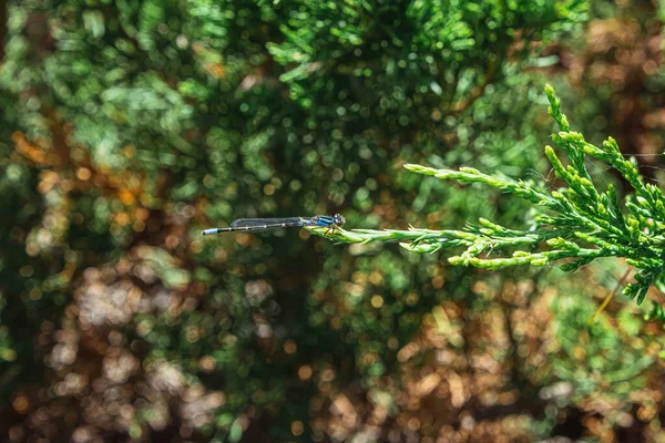 Baby Butterfly Sits Pine Tree Branch Summer Season — Stock Photo, Image