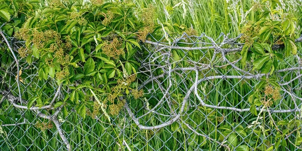 Weeds and plants grow along this fence-line during the summer