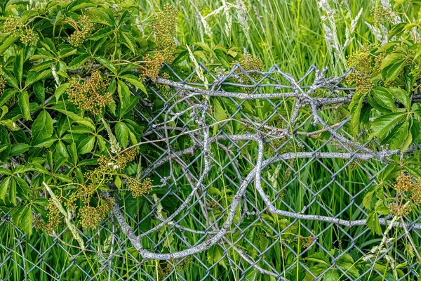 Weeds and plants grow along this fence-line during the summer