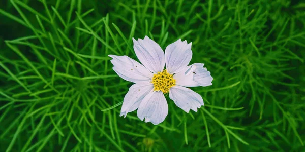 Маленькая Белая Маргаритка Цветет Саду — стоковое фото