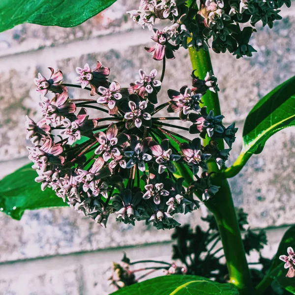 Een Van Dichtbij Van Cluster Van Ontkiemende Paarse Melkkruid Planten — Stockfoto