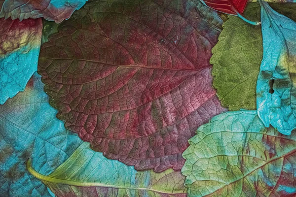 一堆堆由植物混合而成的装饰性彩色叶子 — 图库照片