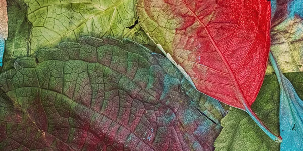 一堆堆由植物混合而成的装饰性彩色叶子 — 图库照片