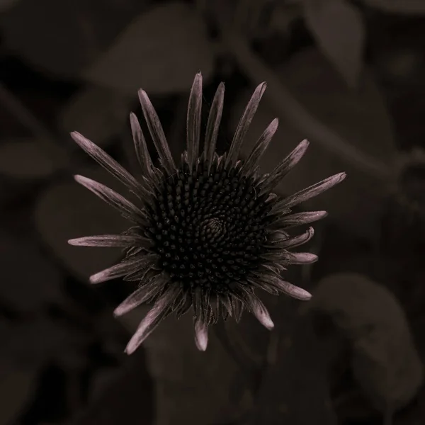 Yazın Siyah Beyaz Renkli Büyüyen Mor Bir Koni Çiçeğinin Yukarıdaki — Stok fotoğraf