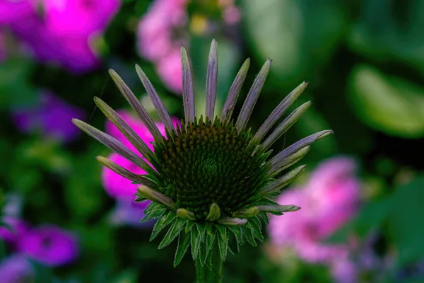 Een Jonge Paarse Conefloer Groeit Zomer Tuin Verschillende Bloemen Achtergrond — Stockfoto