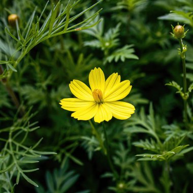 Bahçede parlak sarı bir papatya duruyor
