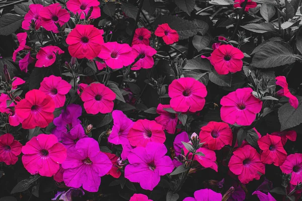 Μια Μεγάλη Ομάδα Από Ροζ Πετούνιες Στον Κήπο Πράσινο Χρώμα — Φωτογραφία Αρχείου
