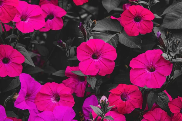 Grand Groupe Pétunias Roses Dans Jardin Avec Couleur Verte Disparu — Photo