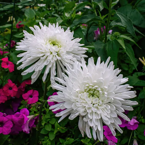 Weiße Chrysanthemen Wachsen Sommergarten — Stockfoto