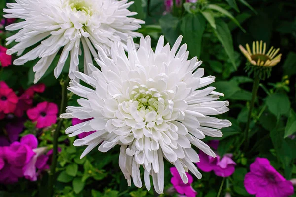 White Chrysanthemums Growing Summer Garden — Stock Photo, Image