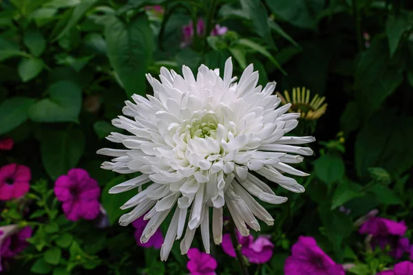 White Chrysanthemum Grows Summertime Garden — Stock Photo, Image