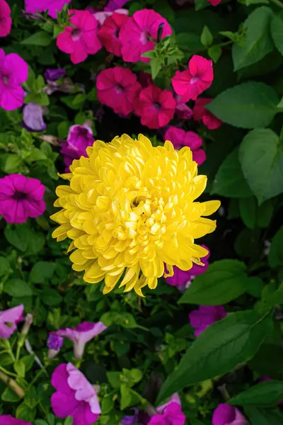 Sommerlichen Garten Wächst Eine Gelbe Chrysantheme — Stockfoto