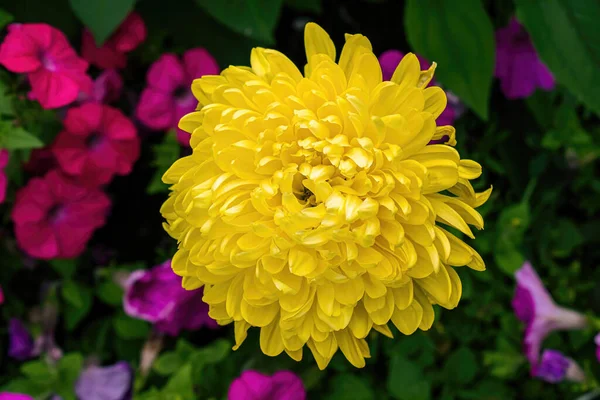 Een Gele Chrysant Groeit Zomertuin — Stockfoto