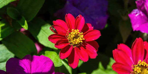Small Fly Sits Edge Bright Pink Flower Garden — Stock Photo, Image