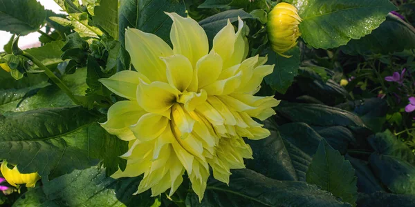 Fresh Kevin Floodlight Flowers Blooming Garden Yellow Dahlias — Stock Photo, Image