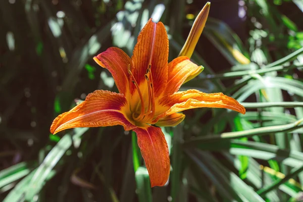 Lirio Día Naranja Sienta Campo Durante Verano — Foto de Stock