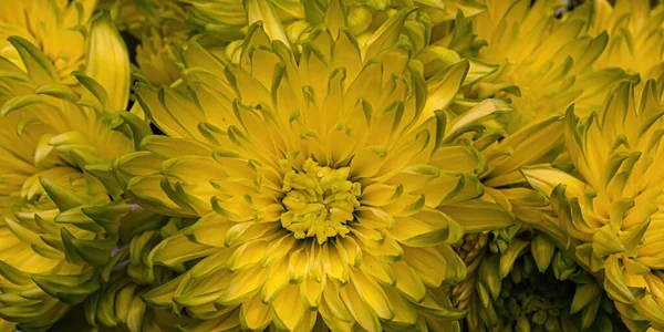 Large Grouping Yellow Mums Green Tips — Stock Photo, Image