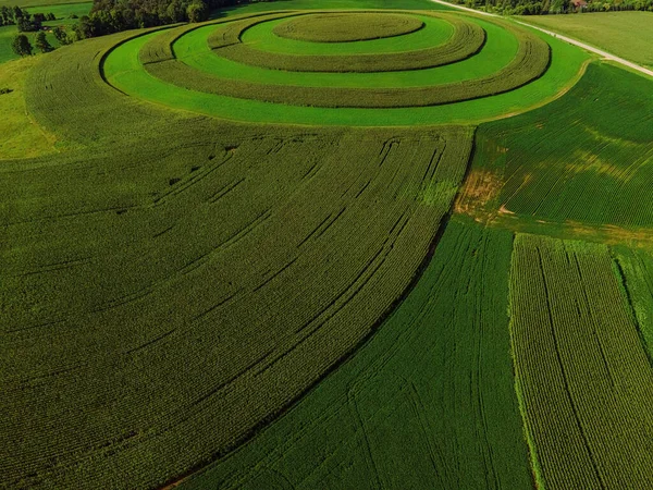威斯康星州夏季农场的空中景观 田里长满高庄稼的宁静景象 — 图库照片