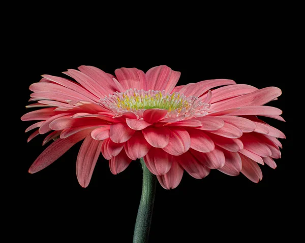 Pembe Gerbera çiçeği. Siyah arka plan. Yakın plan..