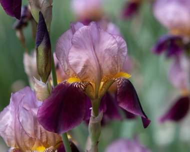 Mor İris çiçeği. Renkli bir arka plan. Yakın plan.