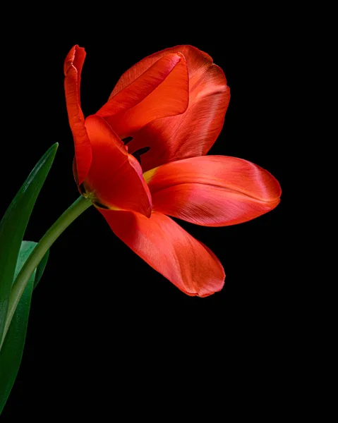 Κόκκινο λουλούδι τουλίπας. Μαύρο φόντο. Κοντινό πλάνο. — Φωτογραφία Αρχείου