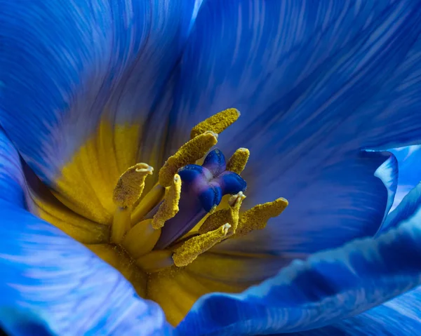 Blaue Tulpenblüte mit Pollen. Schwarzer Hintergrund. Makrofotografie — Stockfoto