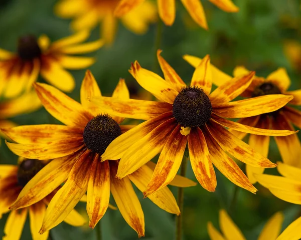Sarı-kırmızı Rudbeckia çiçekleri ve polen yakın plan. Çiçek açan bahçe.. 