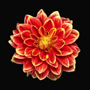 Siyah arkaplanda kırmızı-sarı yıldız çiçeği, yukarıdan görünüyor. Yakın plan..