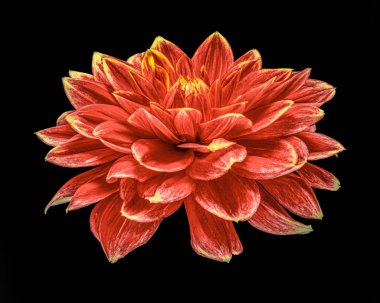 Siyah arkaplanda kırmızı-sarı yıldız çiçeği, zarif taç yaprakları. Yakın plan..