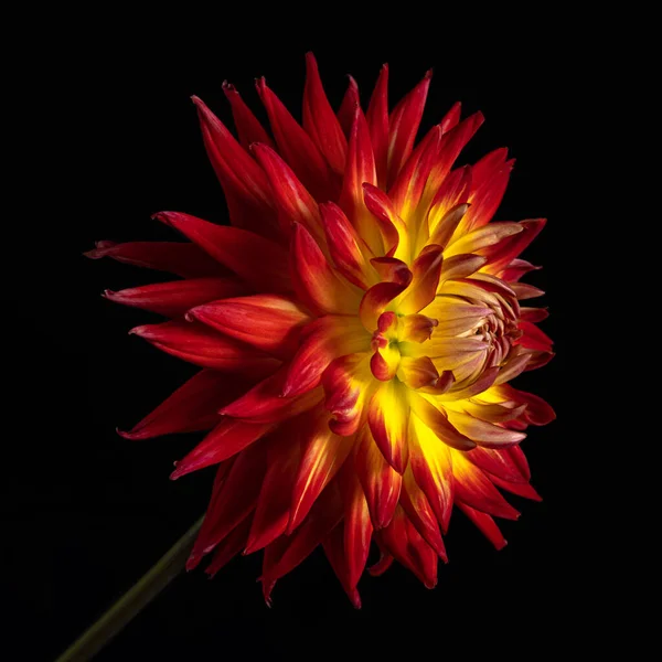 Flower red-yellow dahlia on black background, stem. Close-up.