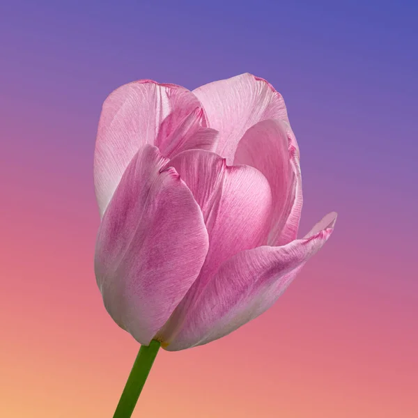 Turuncu-mor eğimli arka planda pembe-beyaz lale çiçeği, yakın plan..