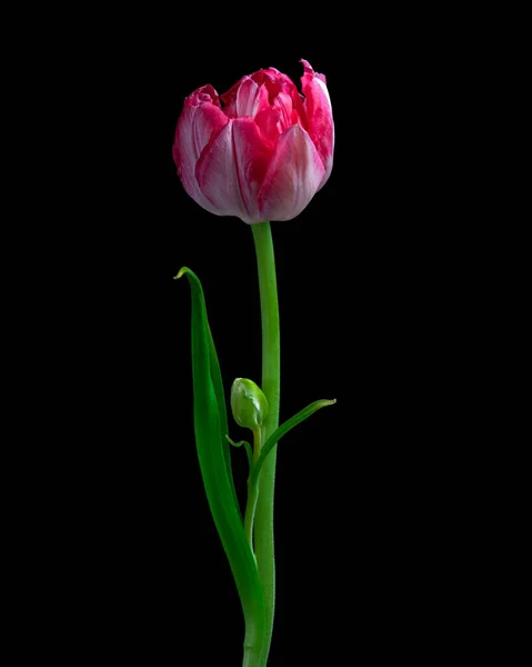 Vörös Fehér Tulipán Virág Zöld Levelekkel Rügyekkel Szárakkal Fekete Háttér — Stock Fotó