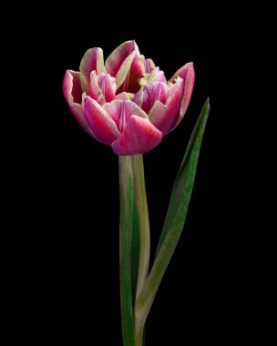 Yeşil saplı ve siyah arkaplanda izole bırakılmış çok renkli lale çiçekleri. Yakın çekim..