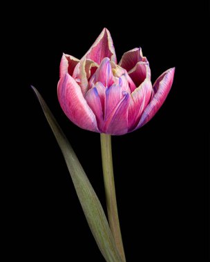 Siyah zemin üzerinde yaprak ve gövdesi olan çok renkli, güzel bir lale. Yakın çekim..