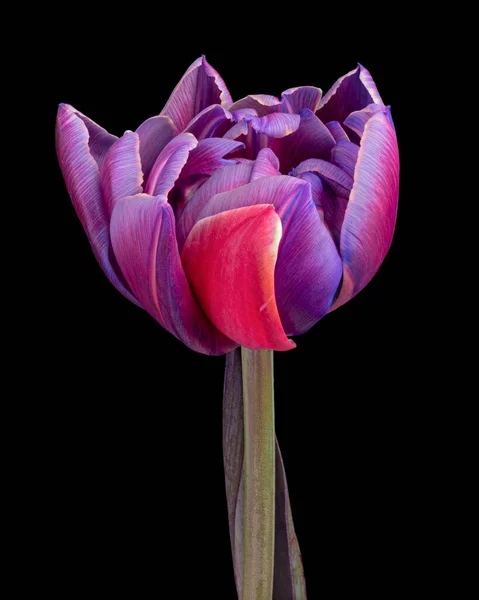 Gyönyörű multicolor virágzó tulipán szárral és levéllel elszigetelt fekete háttérrel. Közelkép.. — Stock Fotó