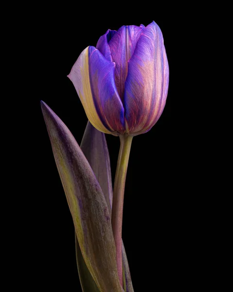 Prachtige multicolor tulp met steel en bladeren geïsoleerd op zwarte achtergrond. Close-up opname. — Stockfoto