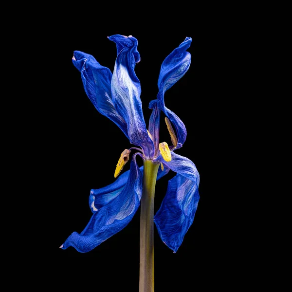 Mooie blauw-witte verwelkende tulp met steel en stuifmeel geïsoleerd op zwarte achtergrond.. Close-up shot. — Stockfoto