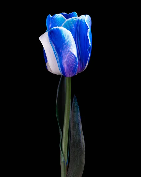 Piękny niebiesko-biały tulipan z zieloną łodygą i liśćmi odizolowanymi na czarnym tle. Strzał z bliska. — Zdjęcie stockowe