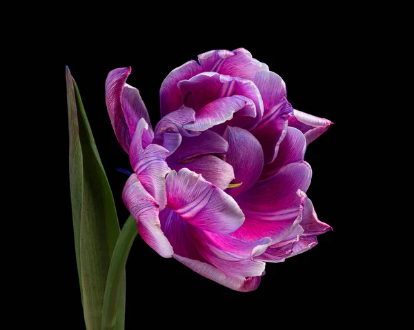 Gyönyörű multicolor virágzó tulipán zöld szár és levél elszigetelt fekete háttérrel. Közelkép.. — Stock Fotó