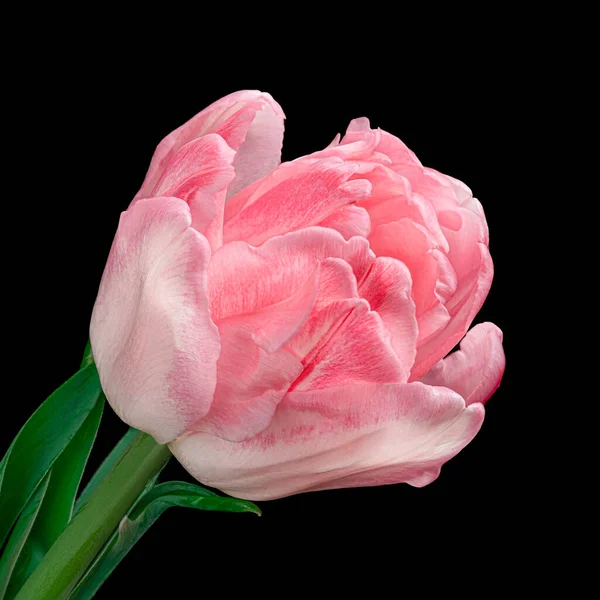 Gyönyörű rózsaszín-fehér virágzó tulipán zöld szárú és levelek elszigetelt fekete háttérrel. Közelkép.. — Stock Fotó