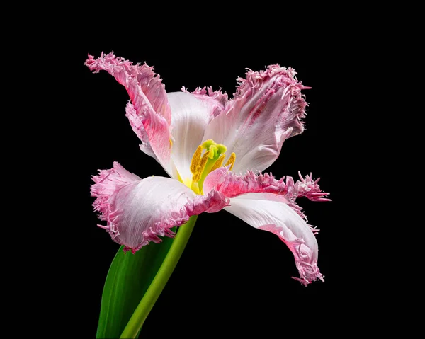 Prachtige roze-witte bloeiende tulp met groene steel en blad geïsoleerd op zwarte achtergrond. Studioshoot. — Stockfoto